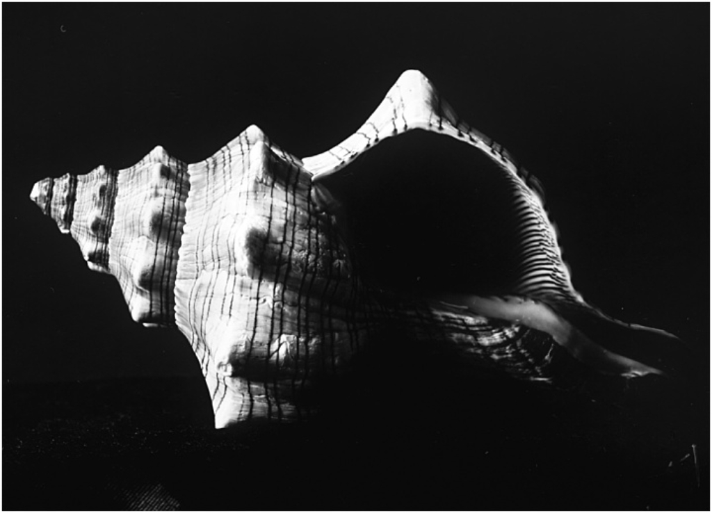 paper negatives, 18x24 wood camera